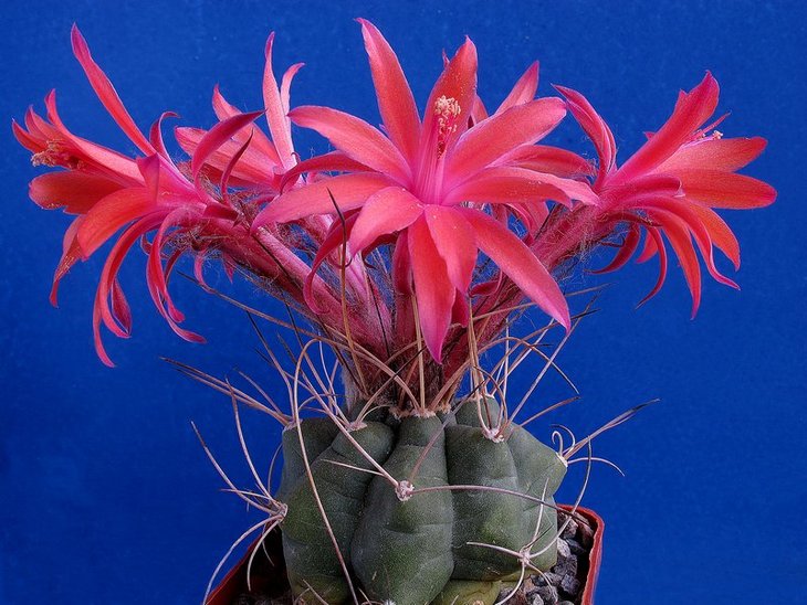 Submatucana paucicostata