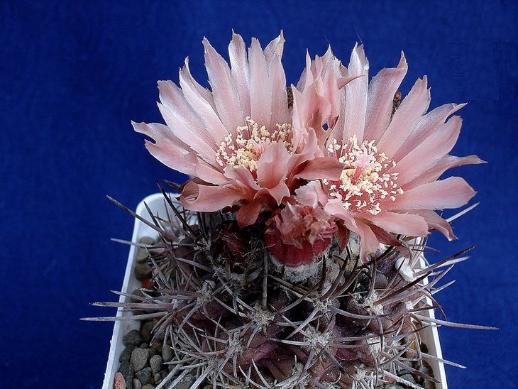 Horridocactus froehlichianus