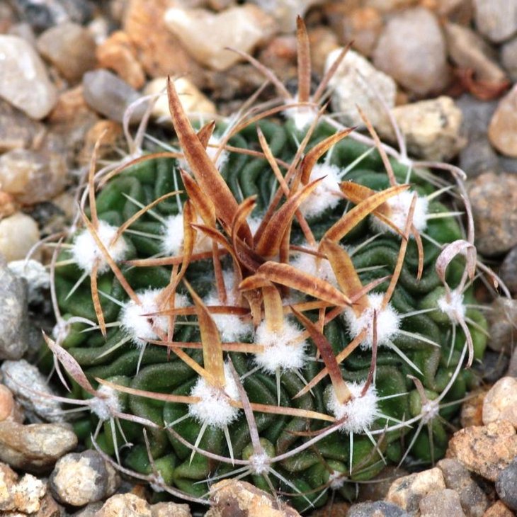 Stenocactus sp, Lau 1377, W of Ciudad Victoria , Tamaulipas, CB 011661