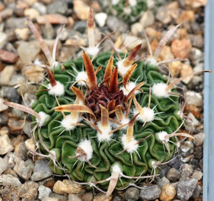 Stenocactus sp, Lau 1377, W of Ciudad Victoria , Tamaulipas, CB 011661