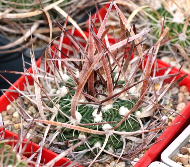Stenocactus aff lloydii, Piltz 3432
