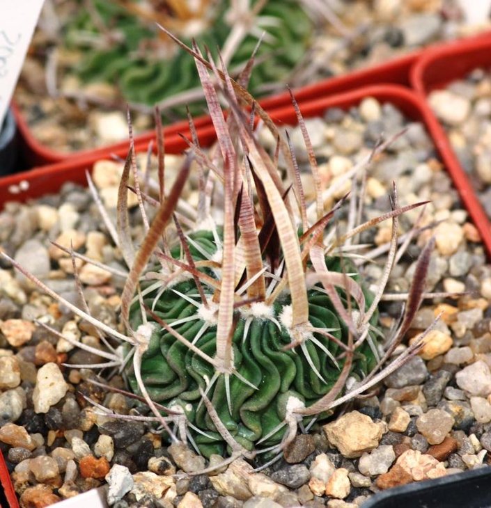 Stenocactus aff lloydii, Piltz 3432