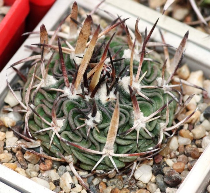 Stenocactus Lamellosus (Koehres)