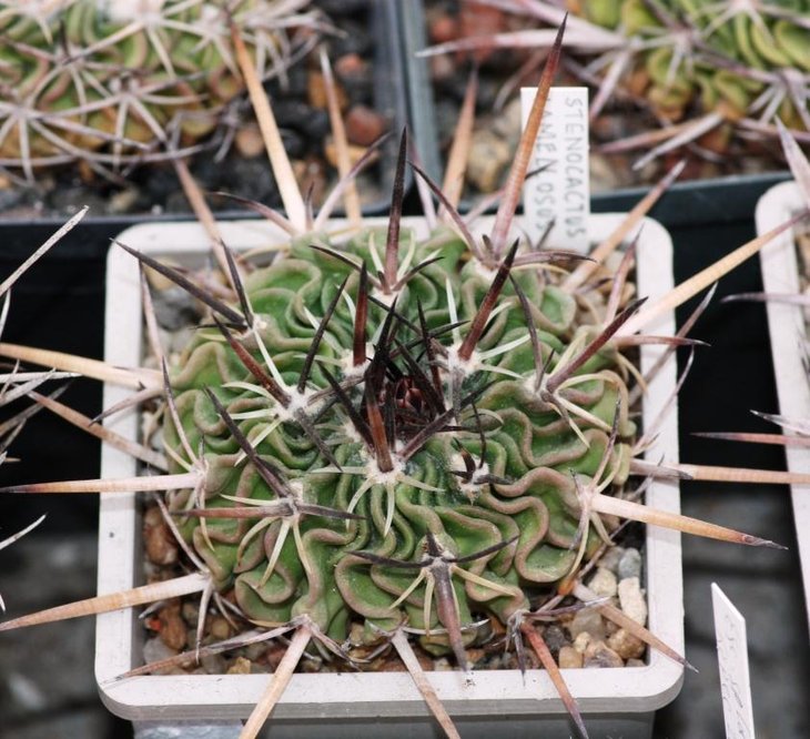 Stenocactus Lamellosus (Koehres)