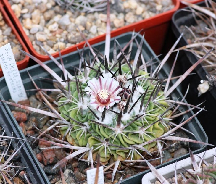 Stenocactus sp. LH 821, SLP, road to Zacatecas, Kupcak.