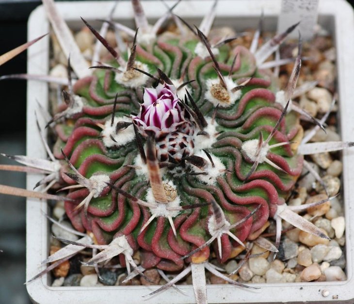 Piltz 3185 - Stenocactus lancifer - St. flach und breit, Bl. groß, rosa