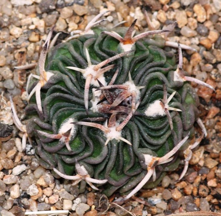 Piltz 4506 - Stenocactus spec. - CSD 310, aff. pentacanthus, kurze derbe St.