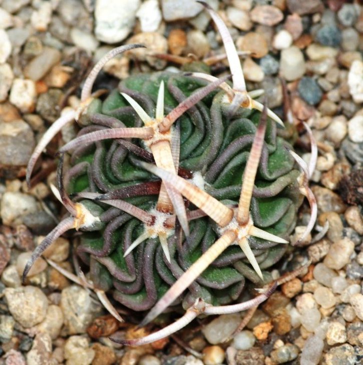 Piltz 4506 - Stenocactus spec. - CSD 310, aff. pentacanthus, kurze derbe St.