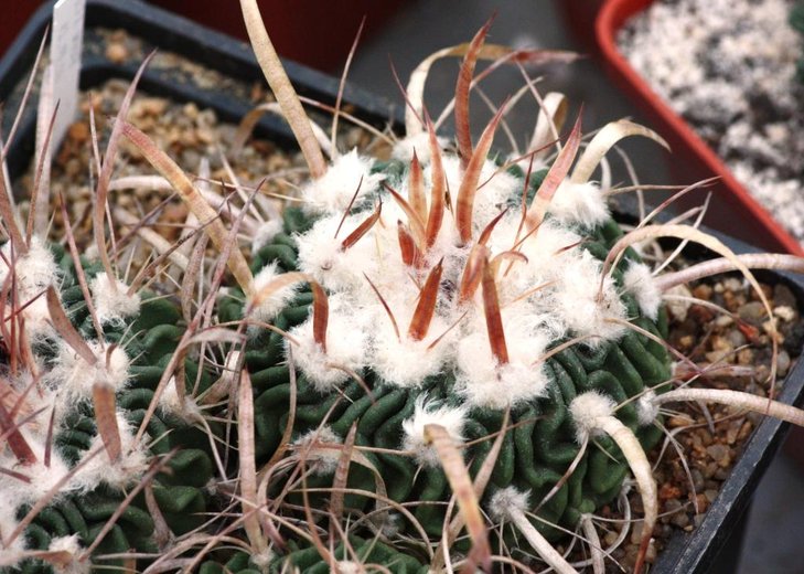 Piltz 4727 - Stenocactus spec. - L 1564, aff. dichroacanthus