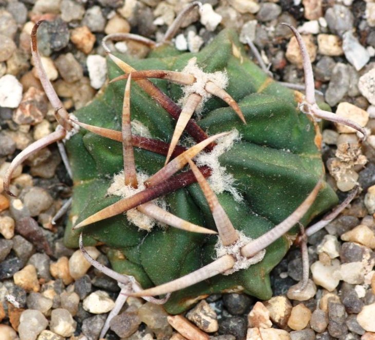 Piltz 4486 -	Stenocactus coptonogonus - P 469, sehr derbe, krallige St.,Fresnillo, Zac.