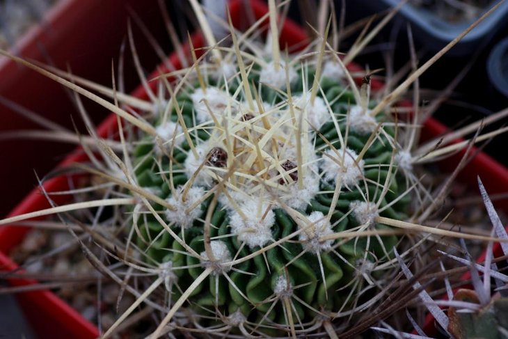 Stenocactus longispinus (ex Червинко)