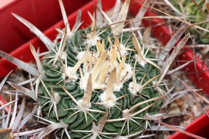 Stenocactus tricuspidatus (ex Фоменко)