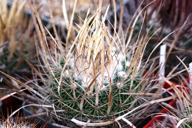 Stenocactus sp (ex Липский)