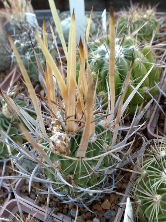 SB 1833 erectocentrus