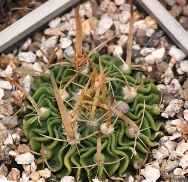 CB-011080, STENOCACTUS	species nova long central spines	KMR 10	La Muralla - riverbed, Tamaulipas