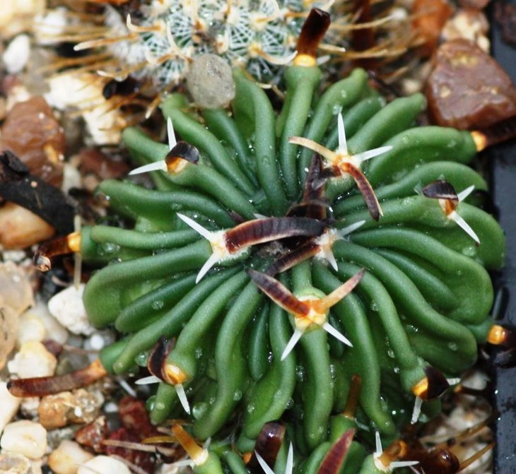 Stenocactus spec.