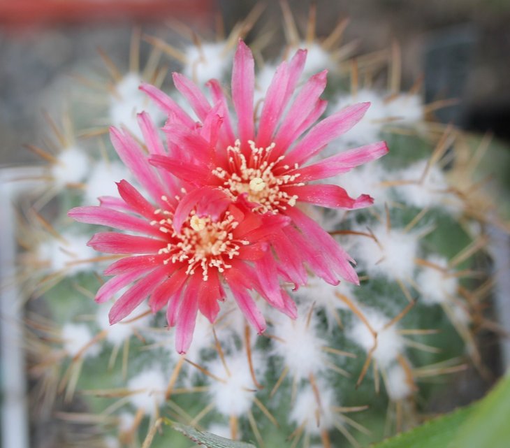Parodia schwebsiana