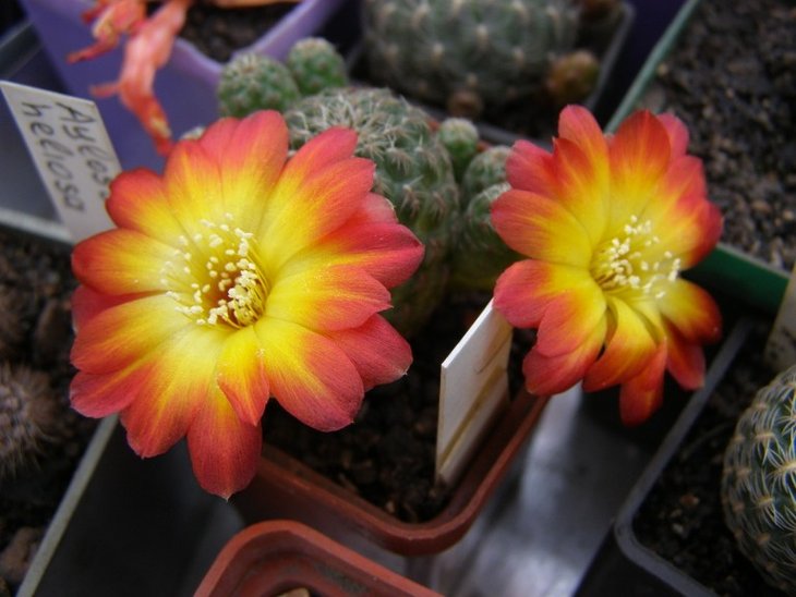 Sulcorebutia callecalensis.jpg