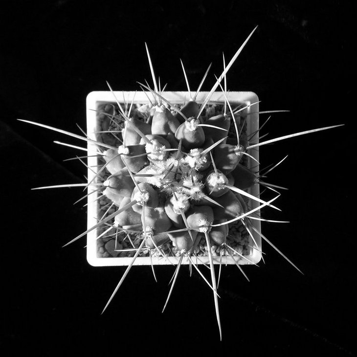 Thelocactus nidulans