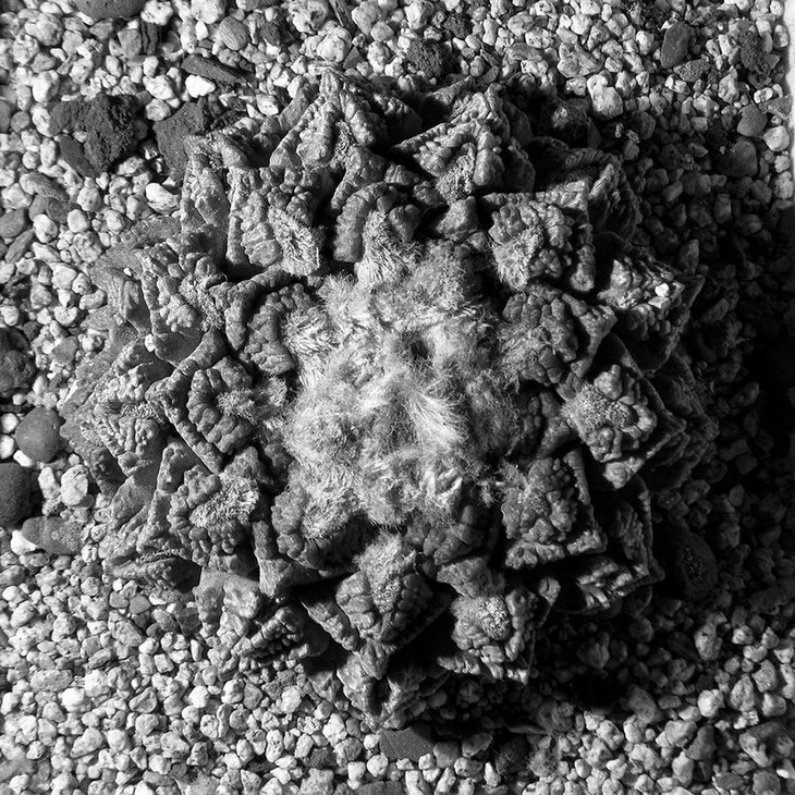 Ariocarpus fissuratus
