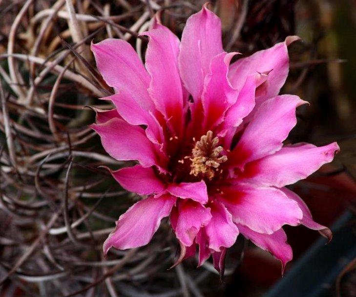 Echinocereus lindsayi
