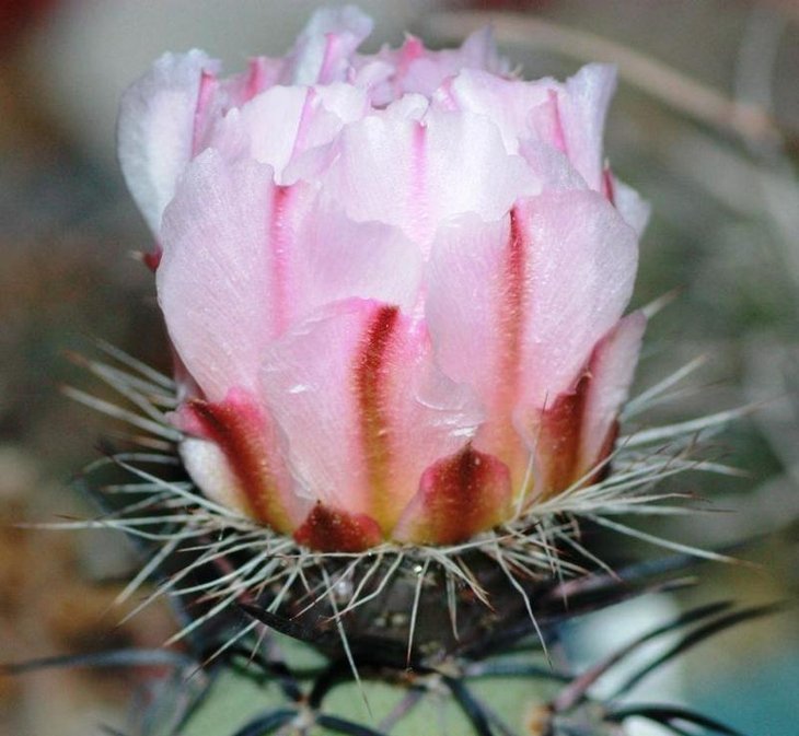 Tephrocactus geometricus HPT375
