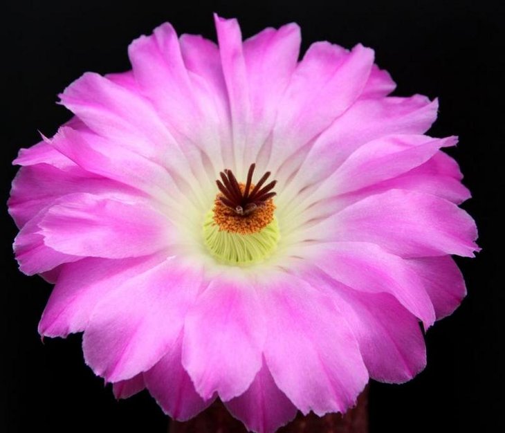 Echinocereus pectinatus LO 88