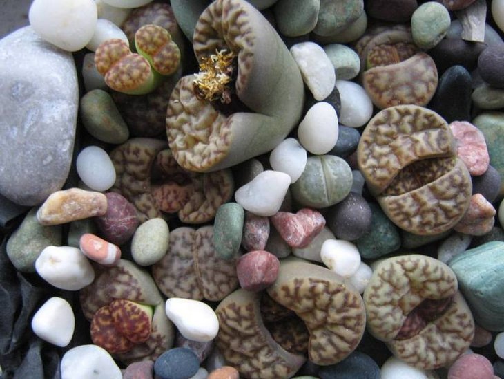 Lithops bromfieldii v. insularis