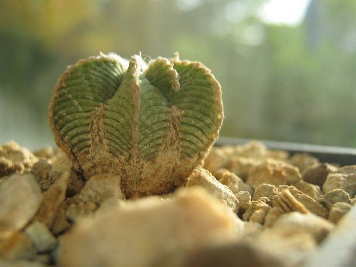 Aztekium hintonii