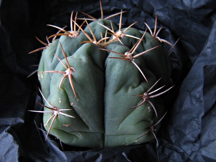 Gymnocalycium horstii
