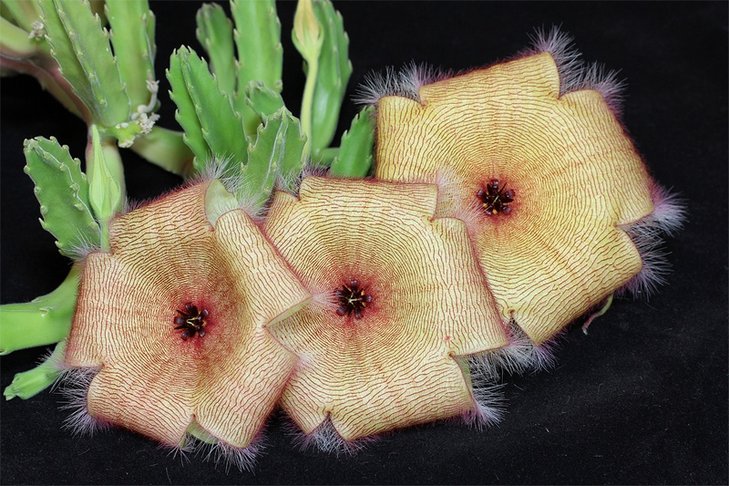 Stapelia gigantea
