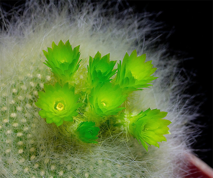 Brasilicactus sp.