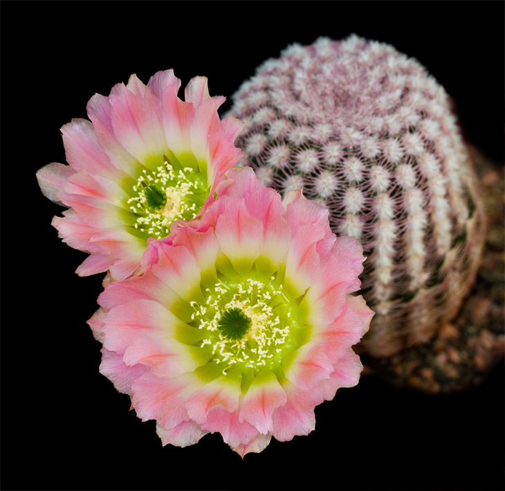Echinocereus pectinatus