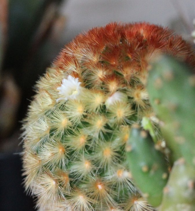 Mammillaria carmenae rubrispina