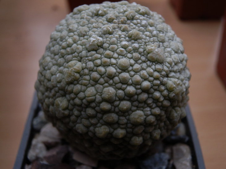 Pseudolithos migiurtinus