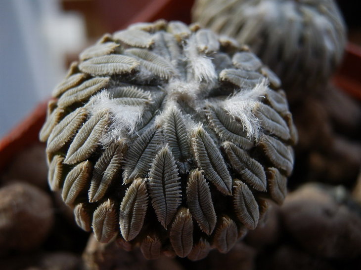 Pelecyphora asseliformis