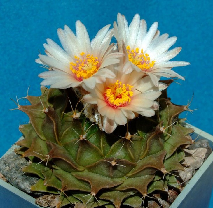 Obregonia denegrii