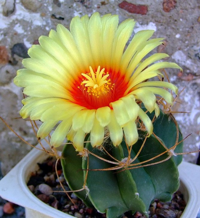 Astrophytum senile v aureum
