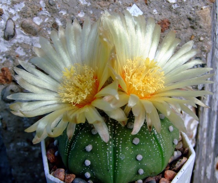 Astrophytum asterias