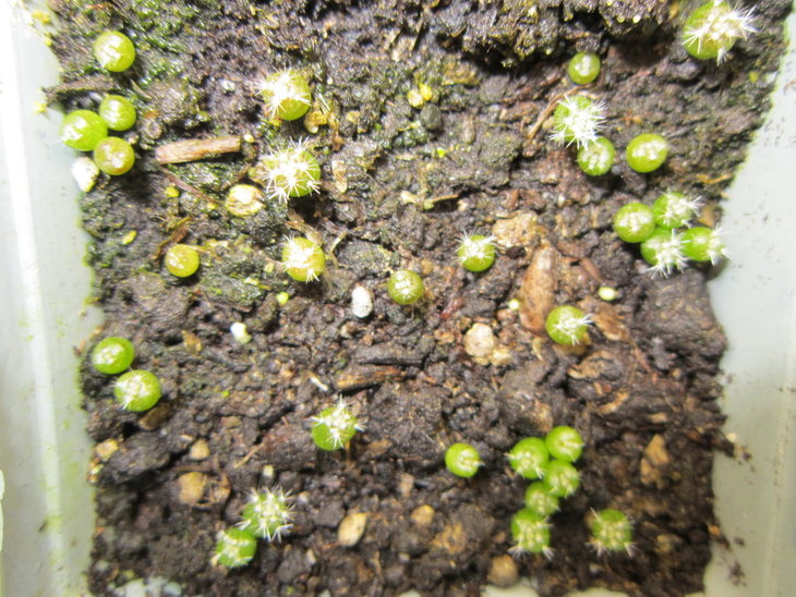 REB (Aylostera) muscula