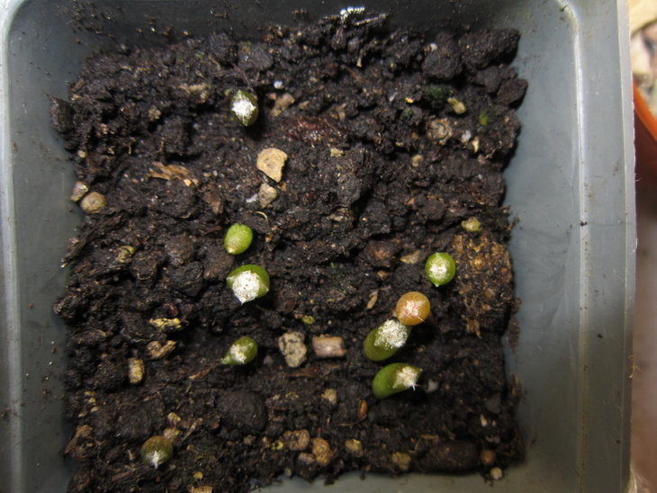AST myriostigma