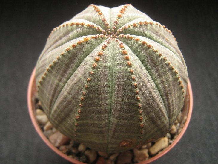 Euphorbia obesa
