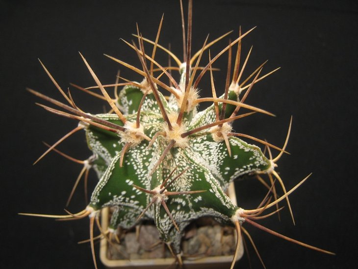 Astrophytum ornatum