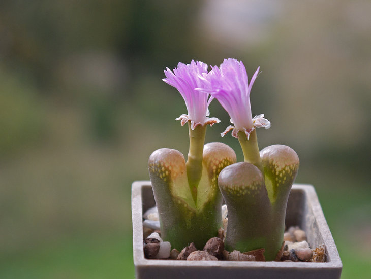Conophytum (Ophthalmophyllum) praesectum