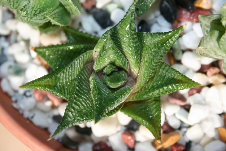 Haworthia limifolia