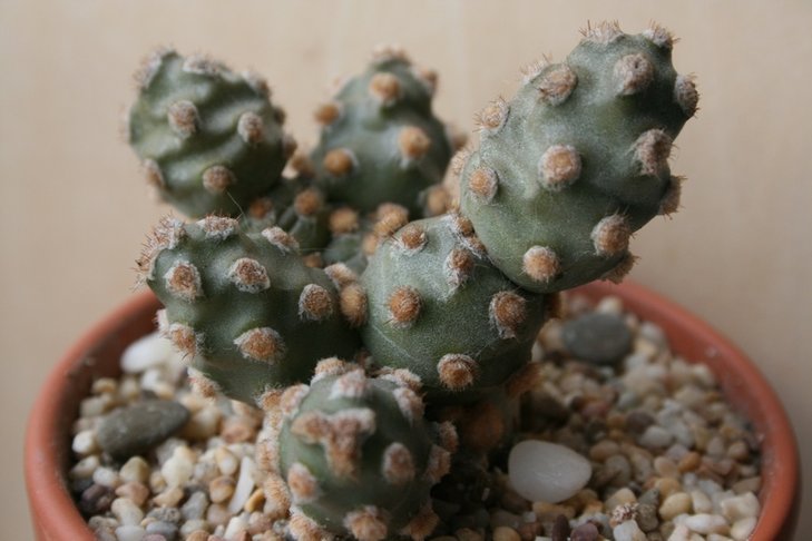Tephrocactus molinensis