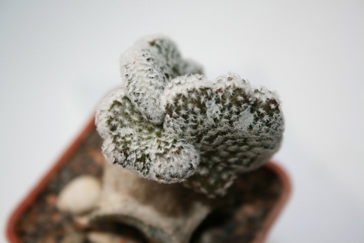 Mammillaria egregia f. сristata