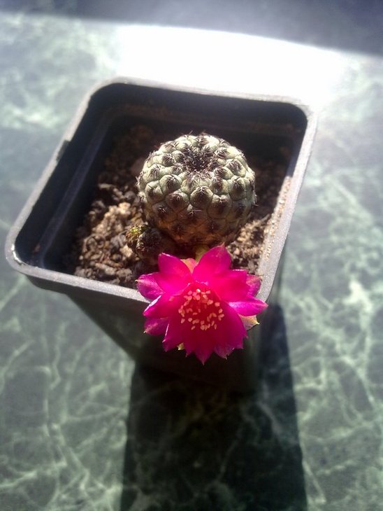 Sulcorebutia rauschii