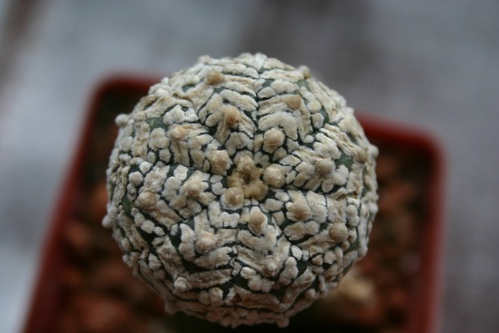 Astrophytum asterias cv Super kabuto