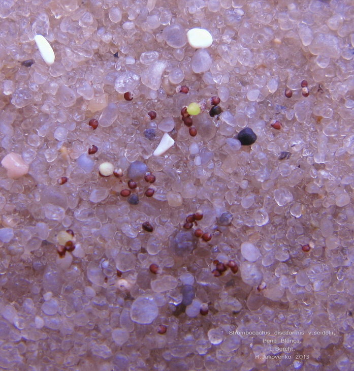 Strombocactus disciformis v.seidelii, Pena Blanca, L.Bercht